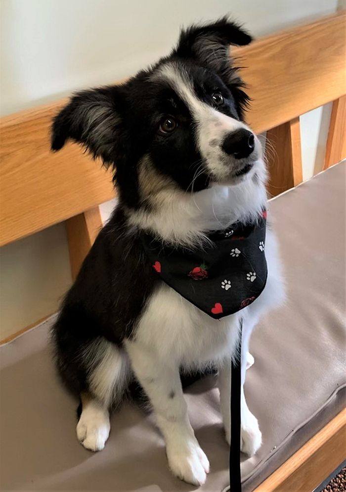 Cat & Dog Friendly Waiting Room | Vet Clinic in State College PA Cat & Dog Friendly Waiting Room | Vet Clinic in State College PA