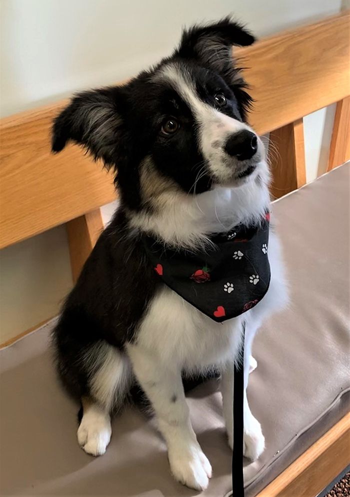 dog and cat friendly waiting room