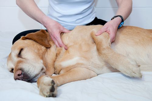 Is Seeing a Chiropractor for Dogs the Right Choice for Your Pet?