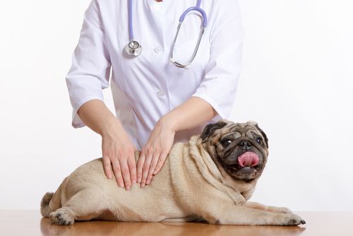 Why a Visit Dog Chiropractor and Not a Vet?