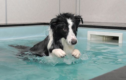 Hydrotherapy: Is it Good for Every Dog?