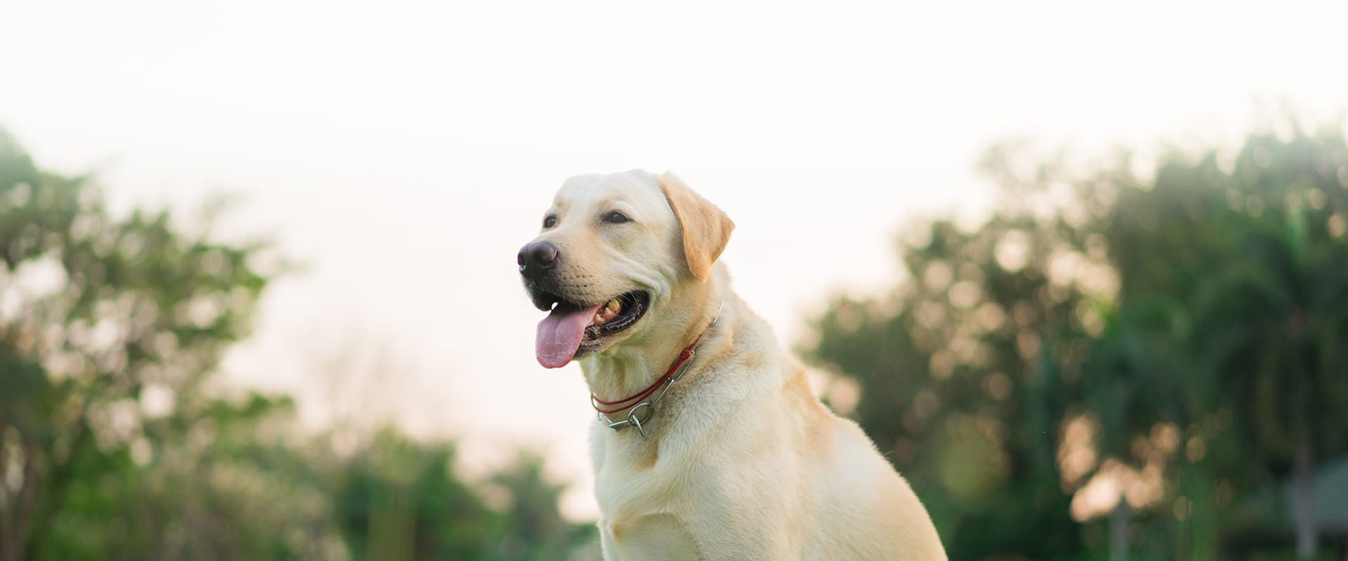 Canine Rehabilitation Services in St. Petersburg FL Tampa Bay K9 Rehab