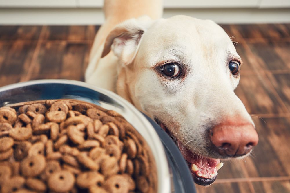 How to Help a Dog Lose Weight Safely