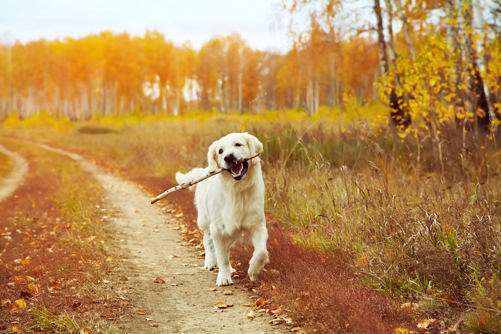 Does Chiropractic Therapy for Dogs Actually Work?