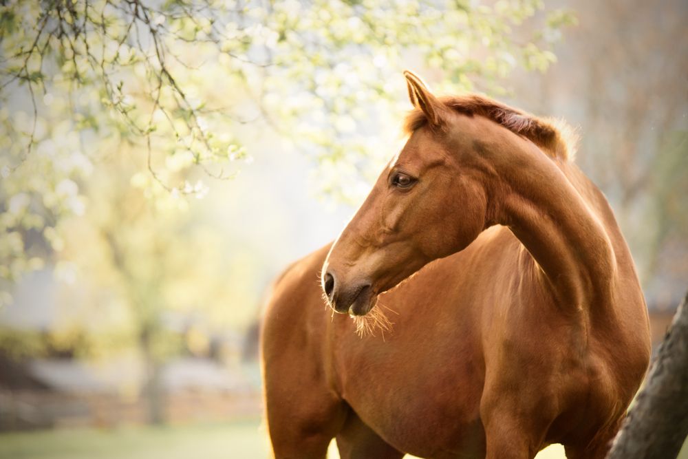 FAQ Shockwave Therapy for Horses