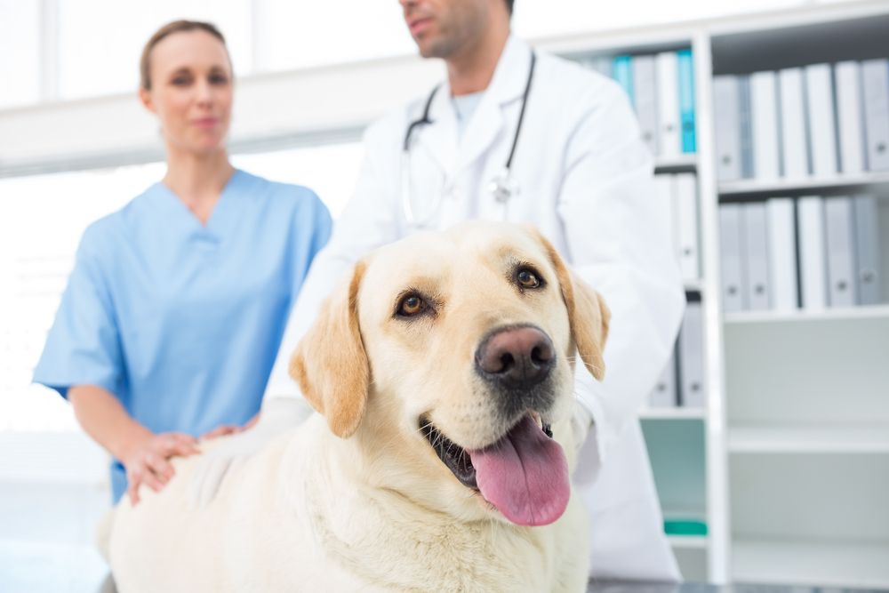 Benefits of Veterinary Radiographic Equipment
