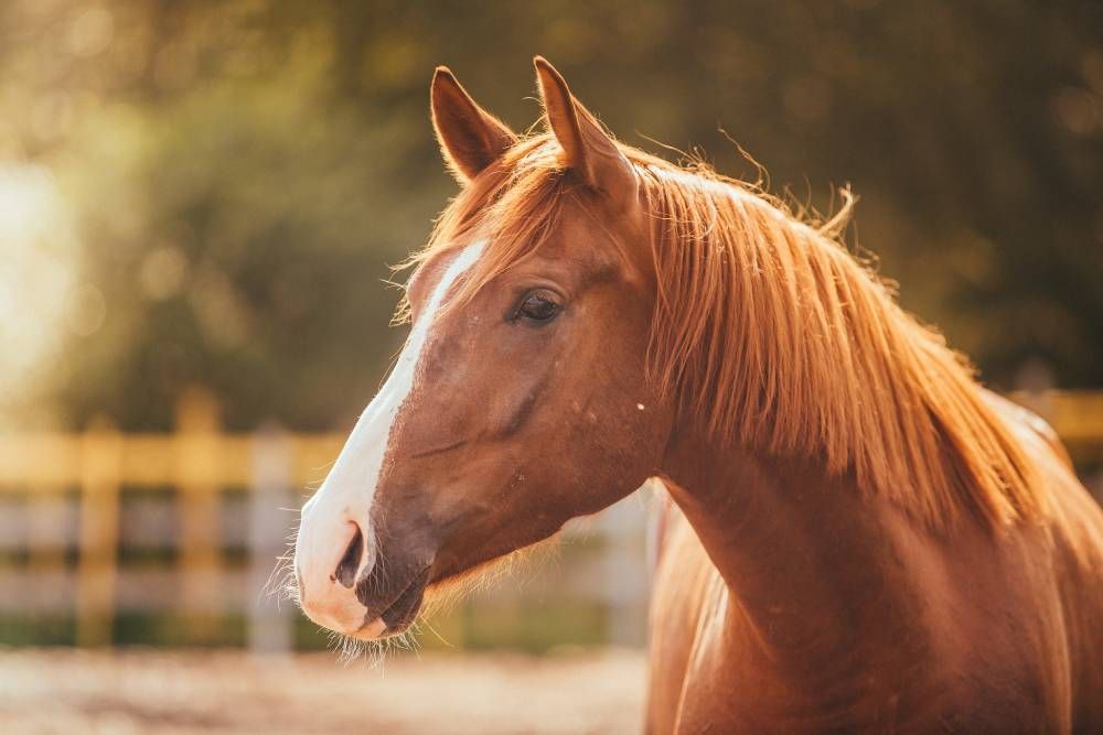 FAQs on a Wellness Exam for My Horse