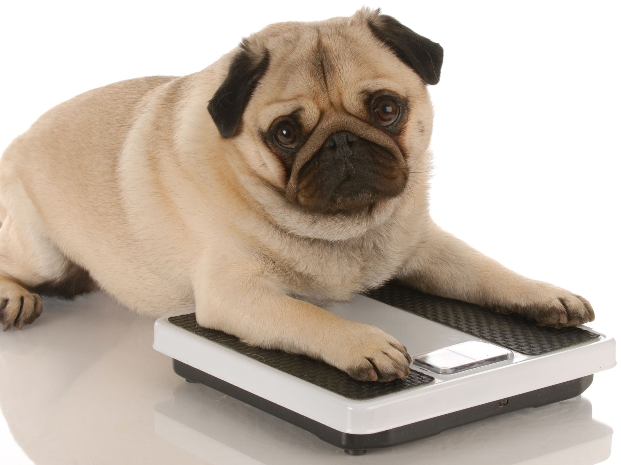 How Can I Tell If My Pet Is Overweight?