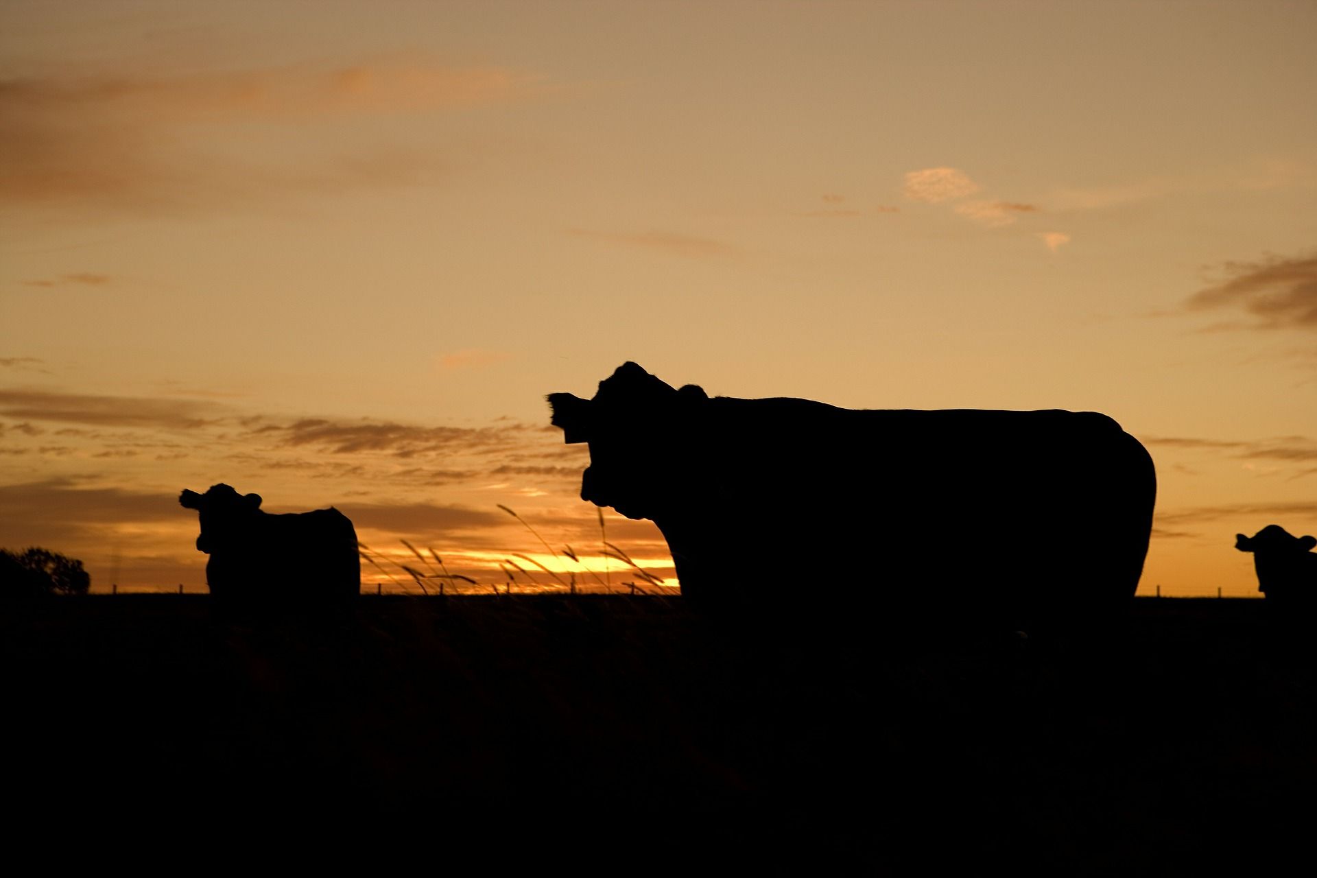 ranch livestock