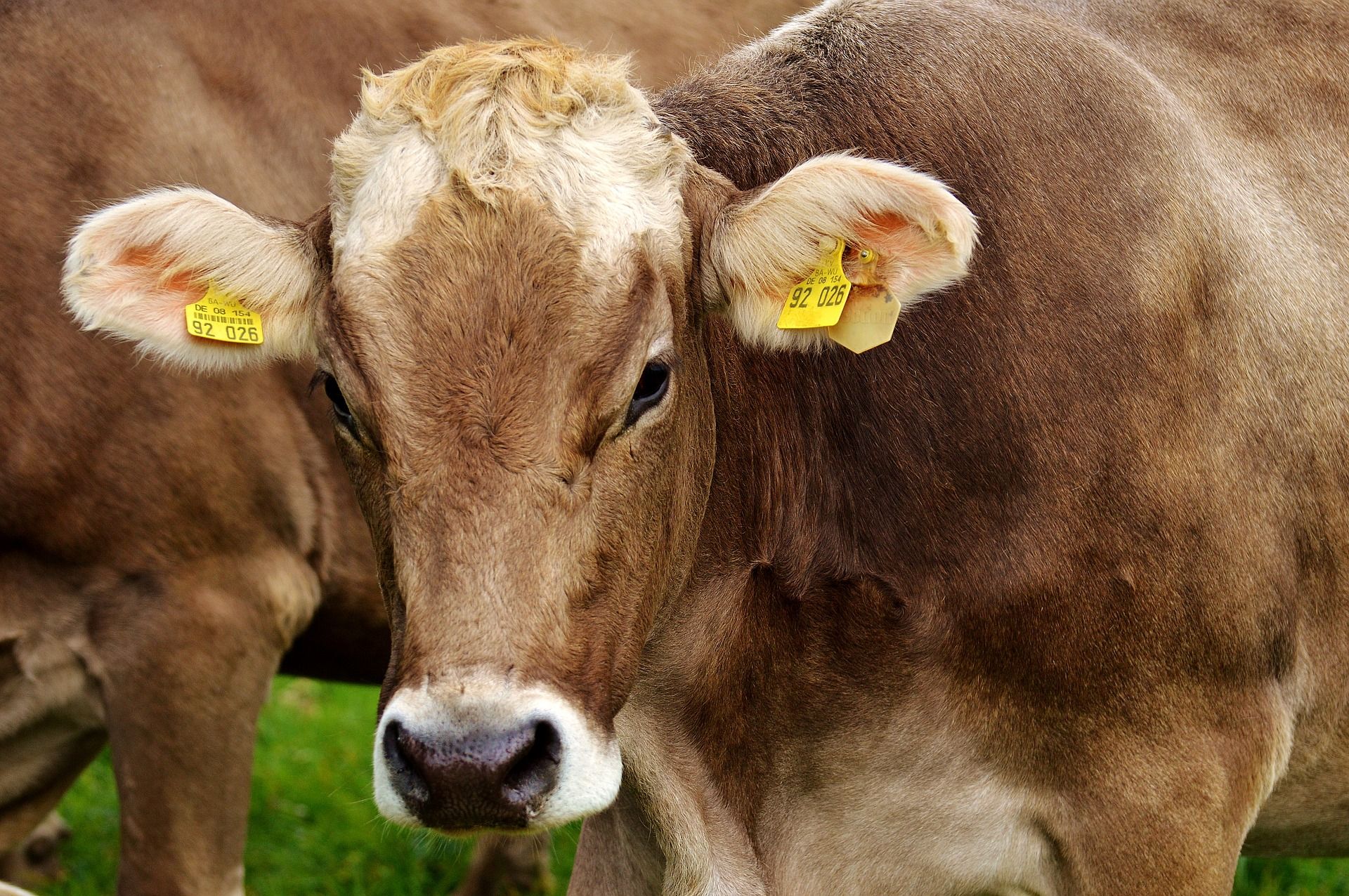 dairy cow