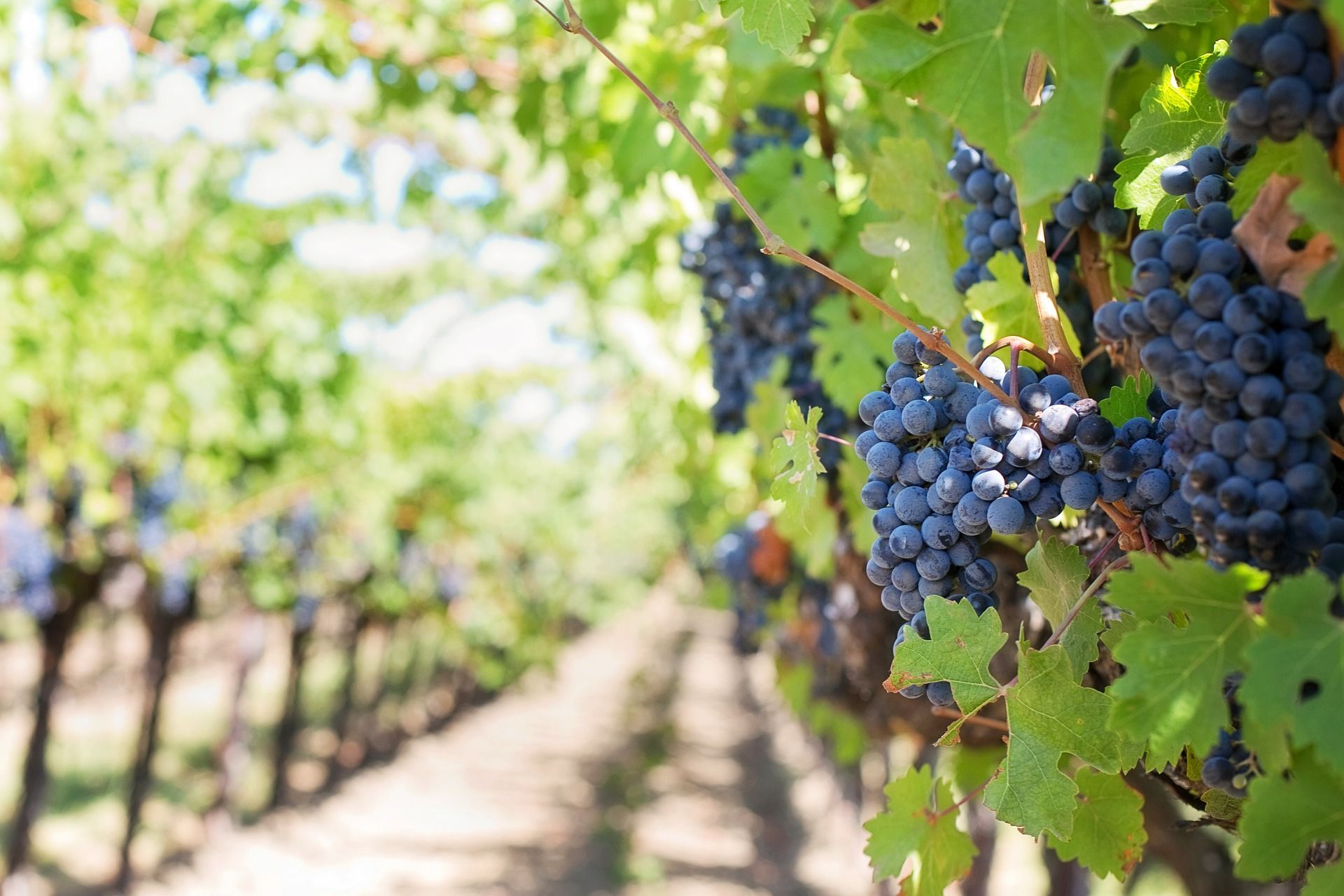 vineyard property