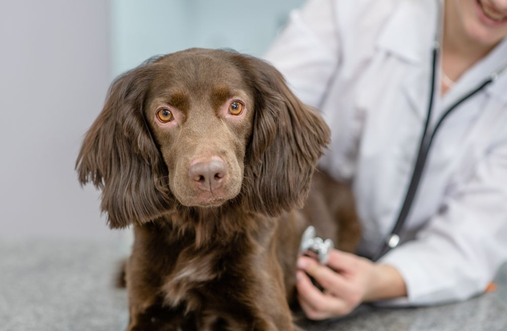 What to Expect During Your Pet's Wellness Exam