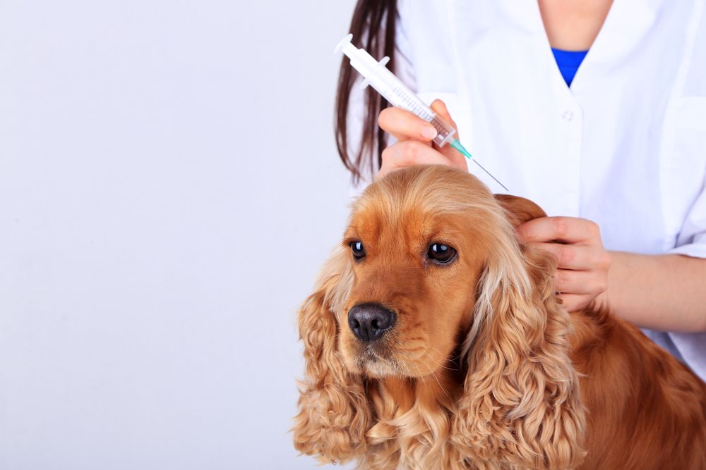 How Vaccinations Protect Your Pet and the Community