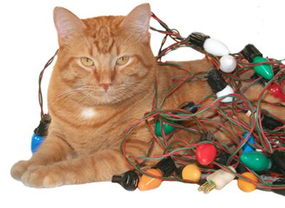 Pets and Holiday Hazards