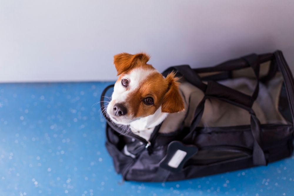 How to Choose the Right Pet Boarding Facility