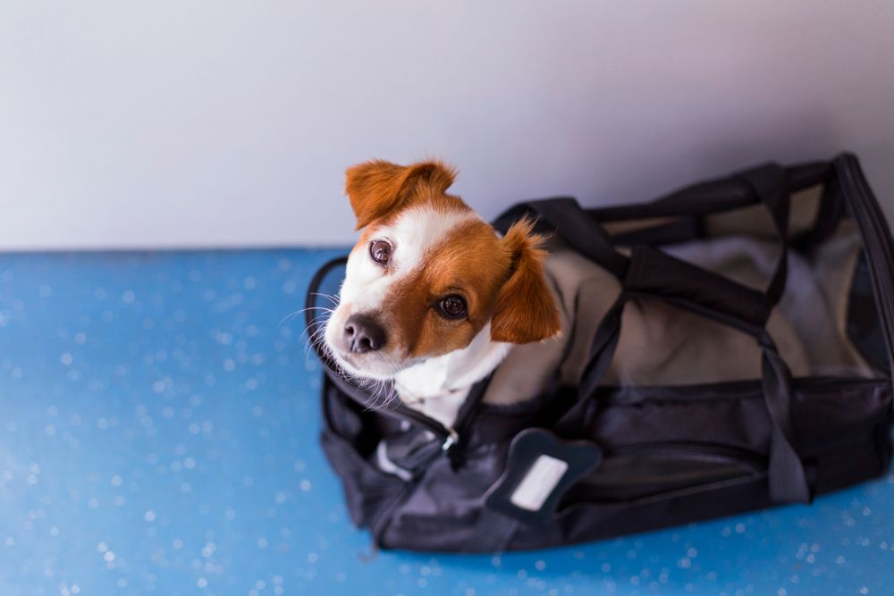 How to Choose the Right Pet Boarding Facility