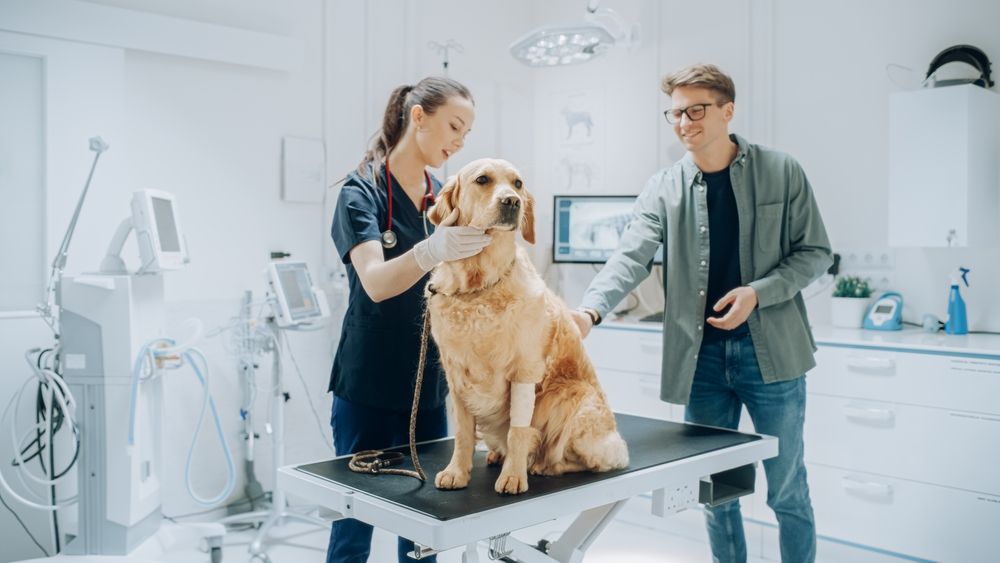 Pet Urgent Care vs. Regular Vet Visits: Understanding the Difference
