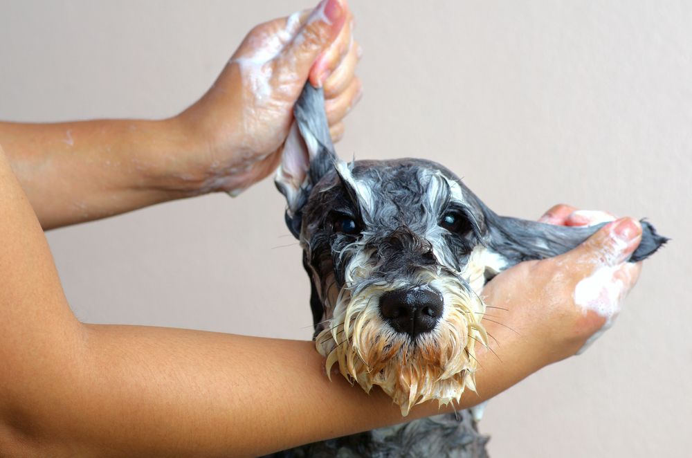 7 Signs That Your Pet Needs to be Groomed