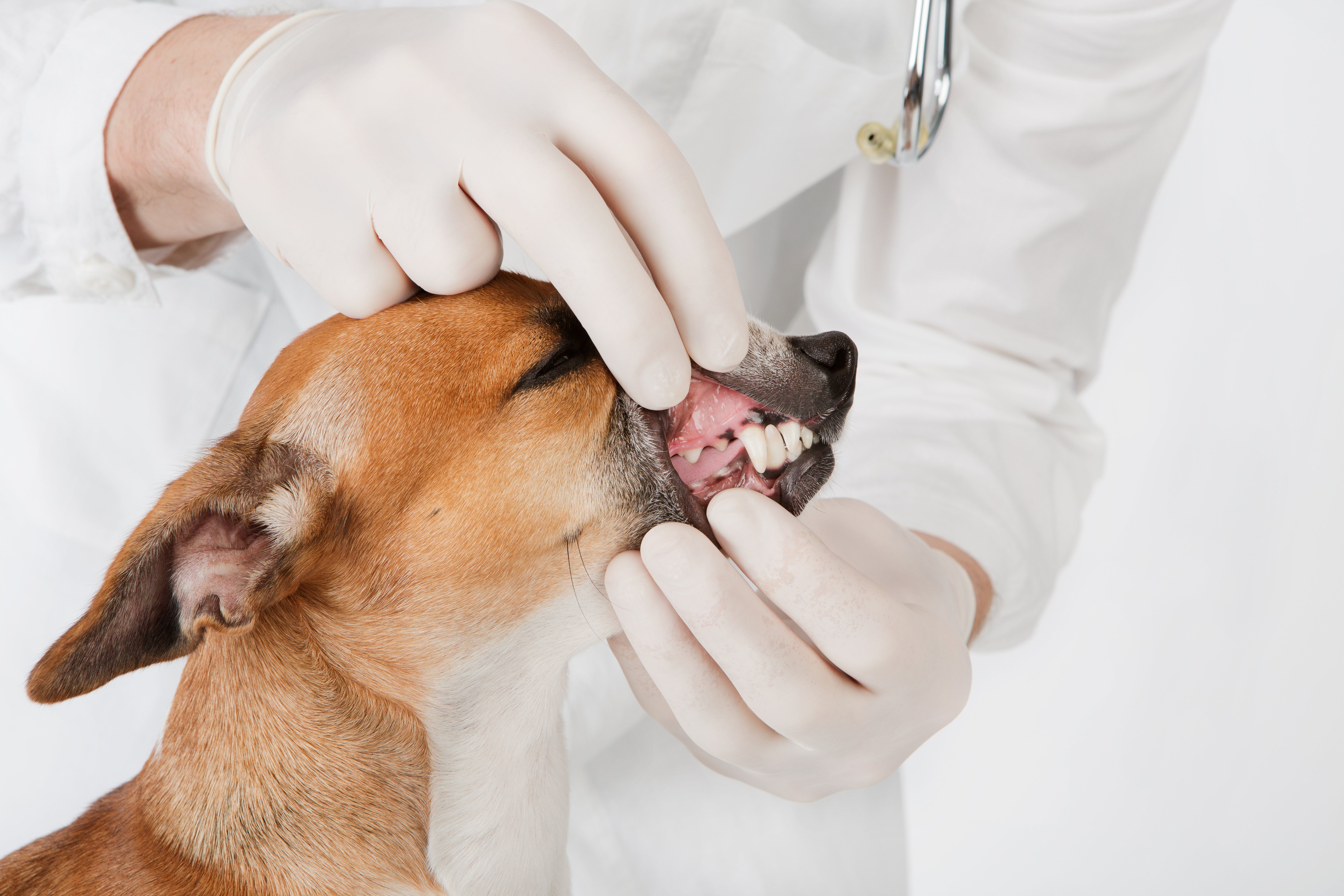 What Happens If Periodontal Disease Goes Untreated in Dogs?