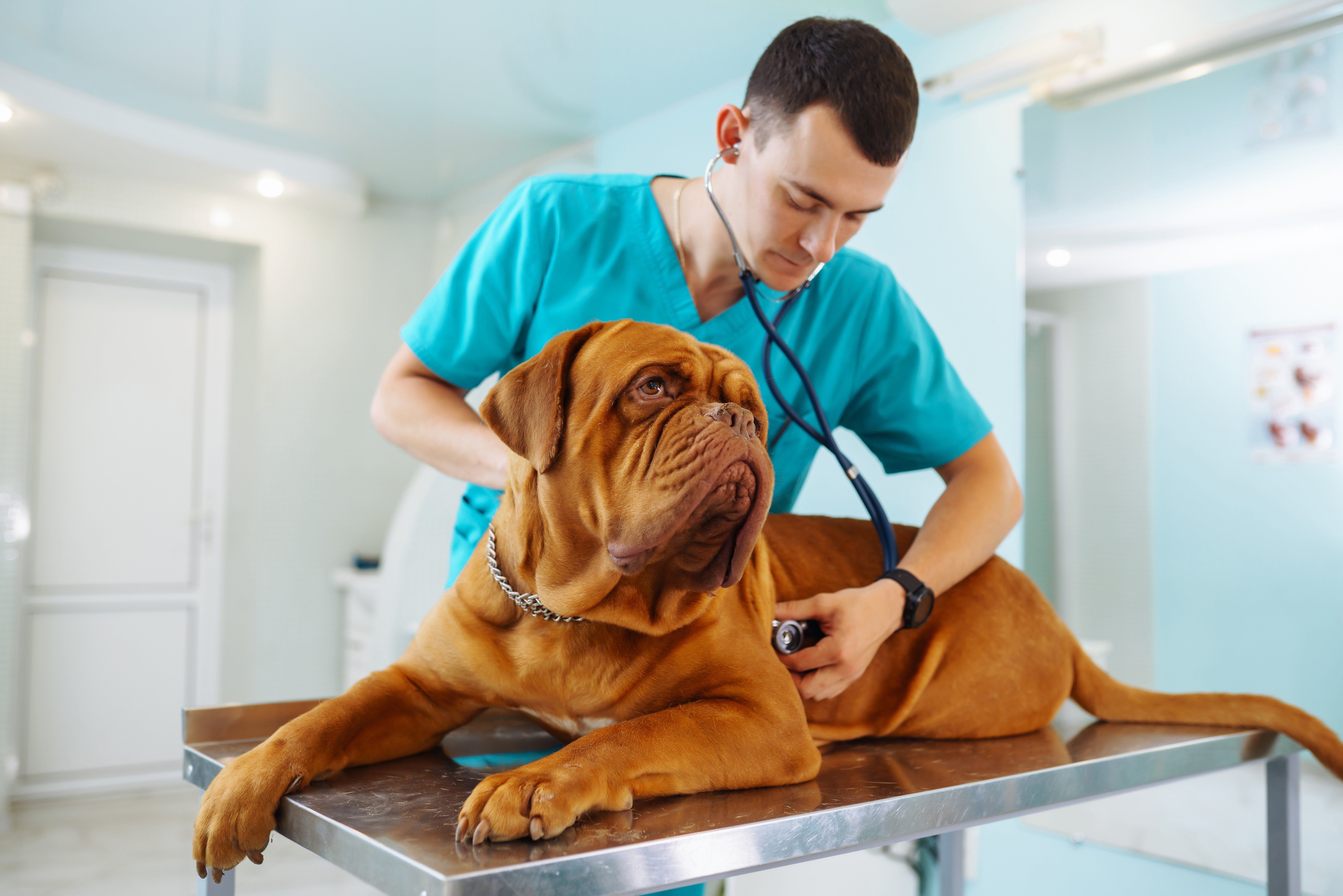 5 Reasons Pet Exams Are Important