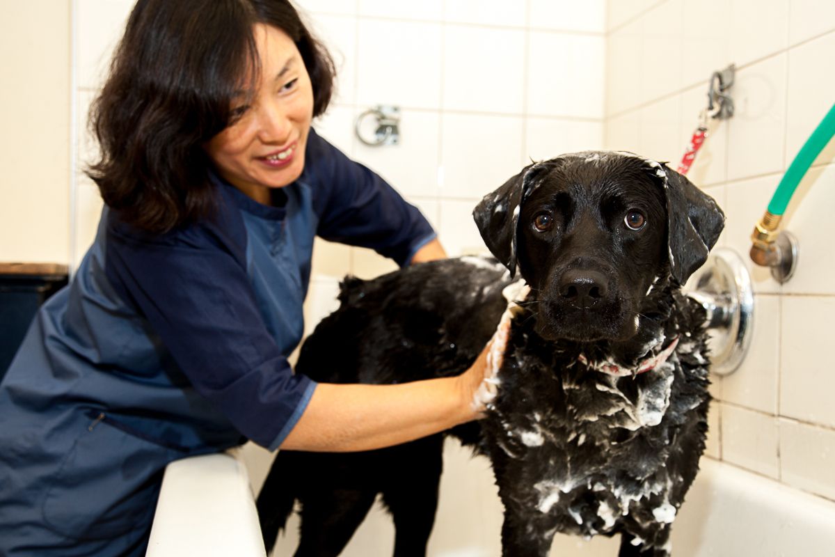 dog scrub bath
