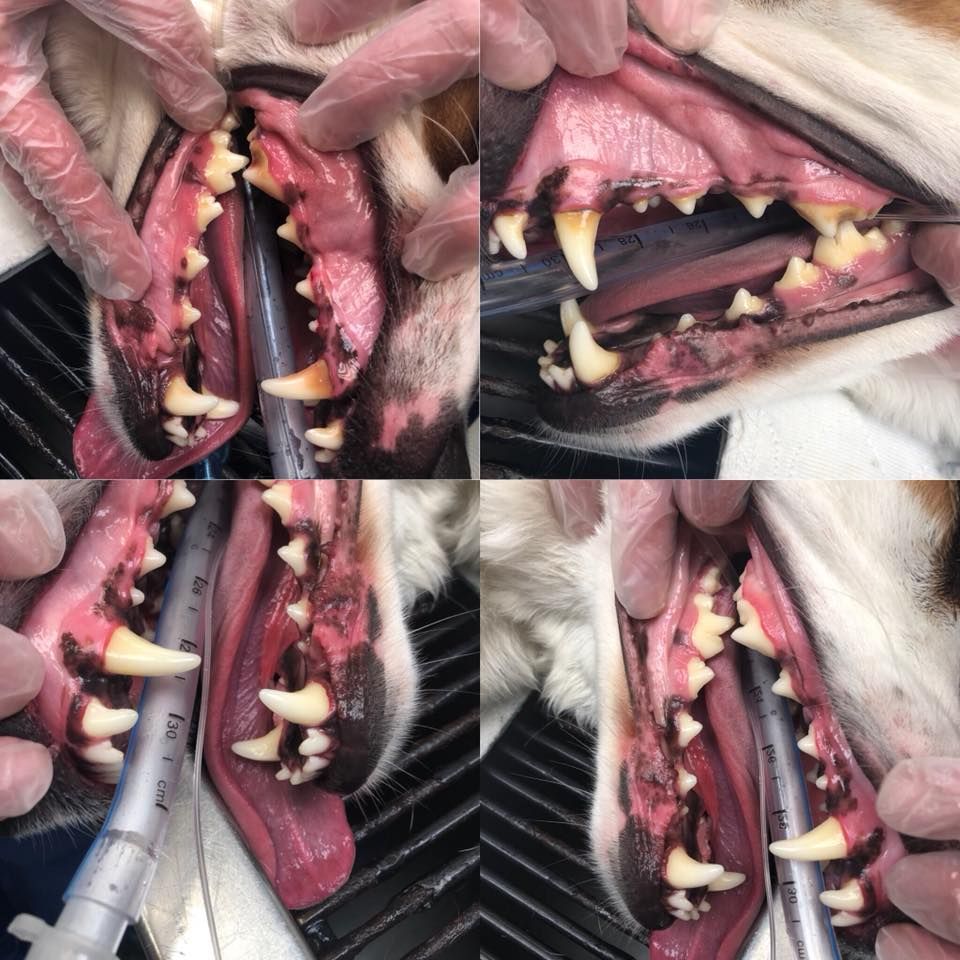 Animal Clinic The Vet pet dental hygine