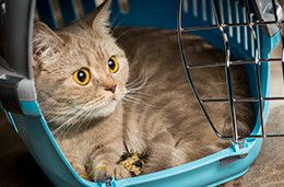 Travel with pet