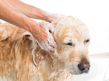 Animal Care