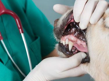 Dental