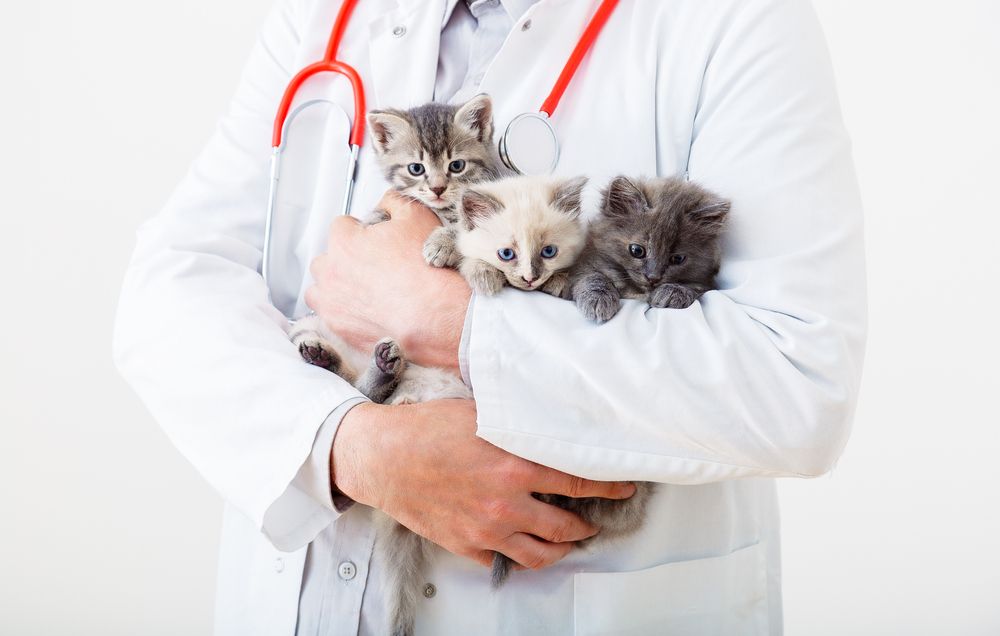 Common Surgical Conditions in Pets of Prescott: What to Watch For