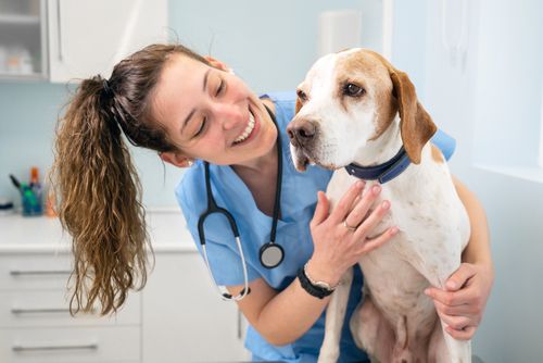 Parasite Testing for Pets in Arizona: The Different Types of Tests