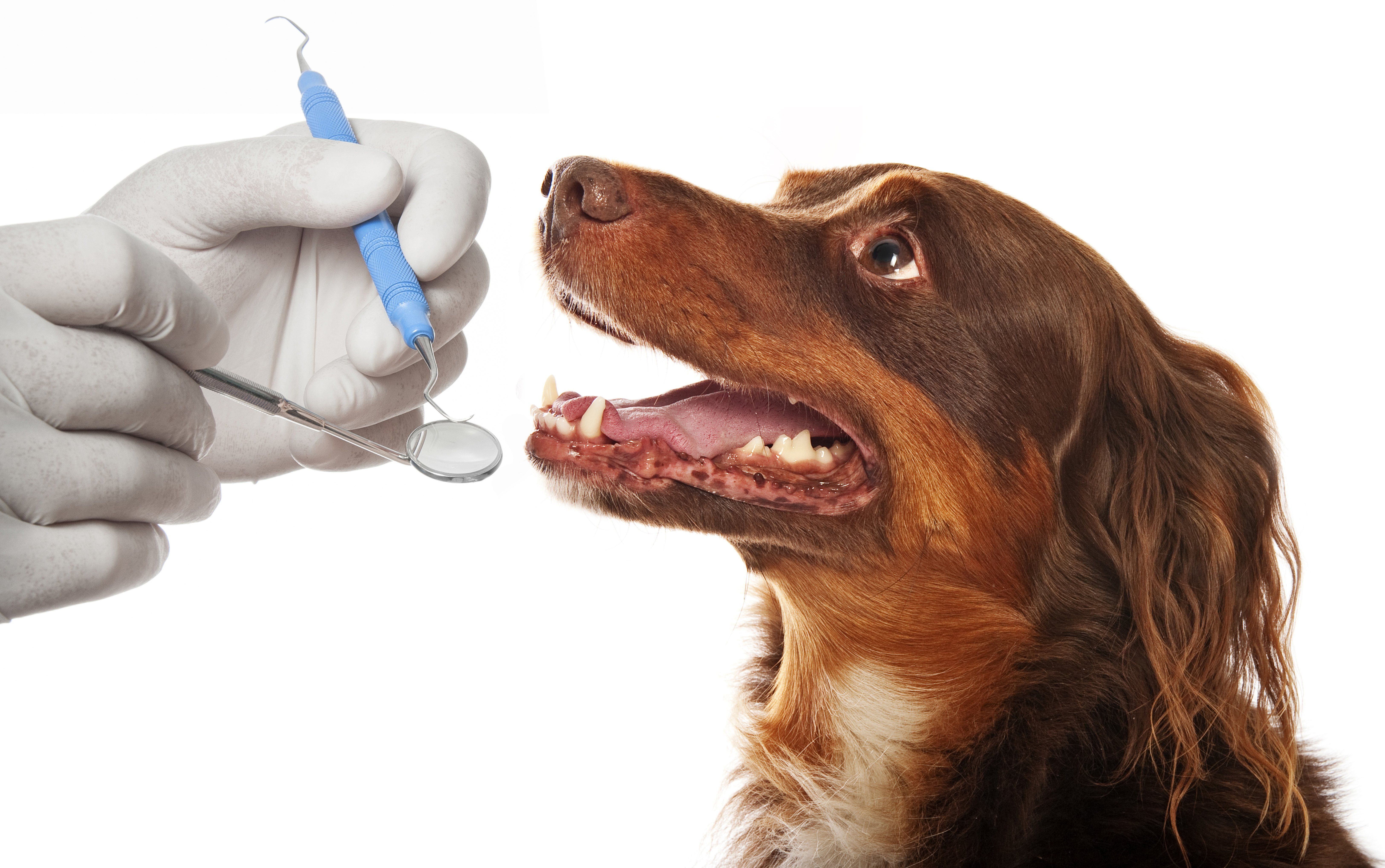 Vet Service in Prescott to Treat Dog Dental Problems