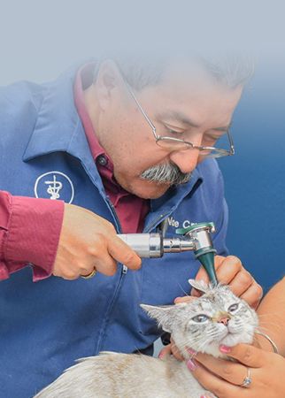 Pet Vet Hospital and Wellness Center - Veterinarian in Spokane