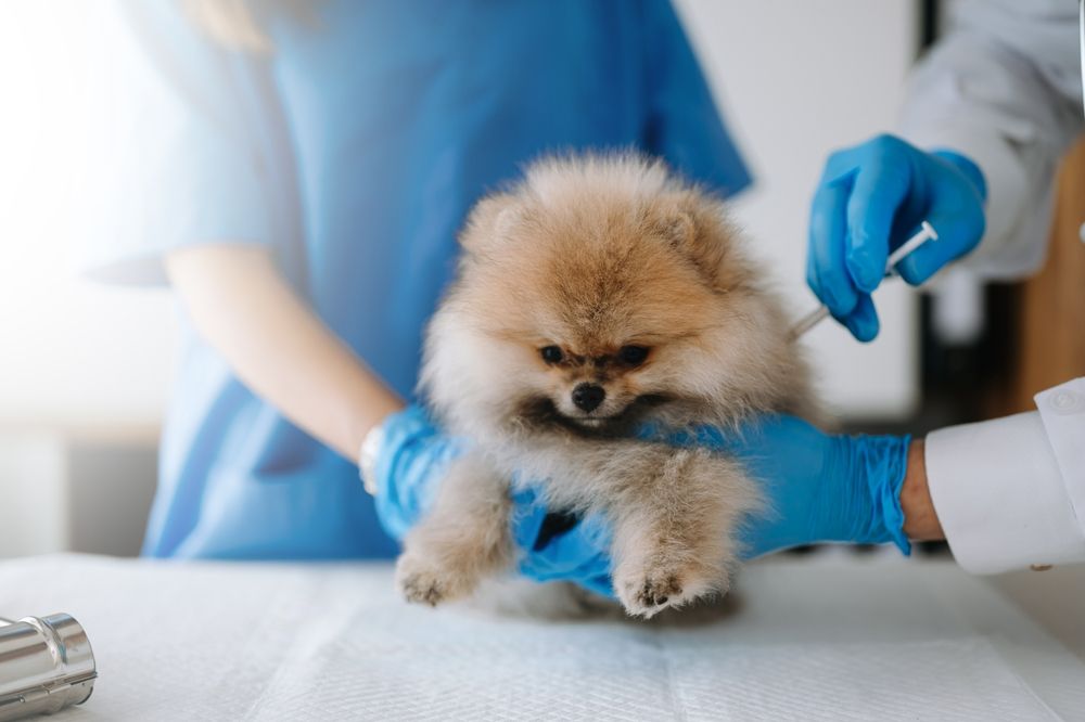 Early Vaccinations Are Vital for Protecting Your Pet’s Health