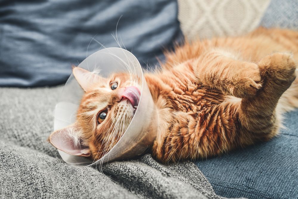 What to Expect When Spaying and Neutering your Pet