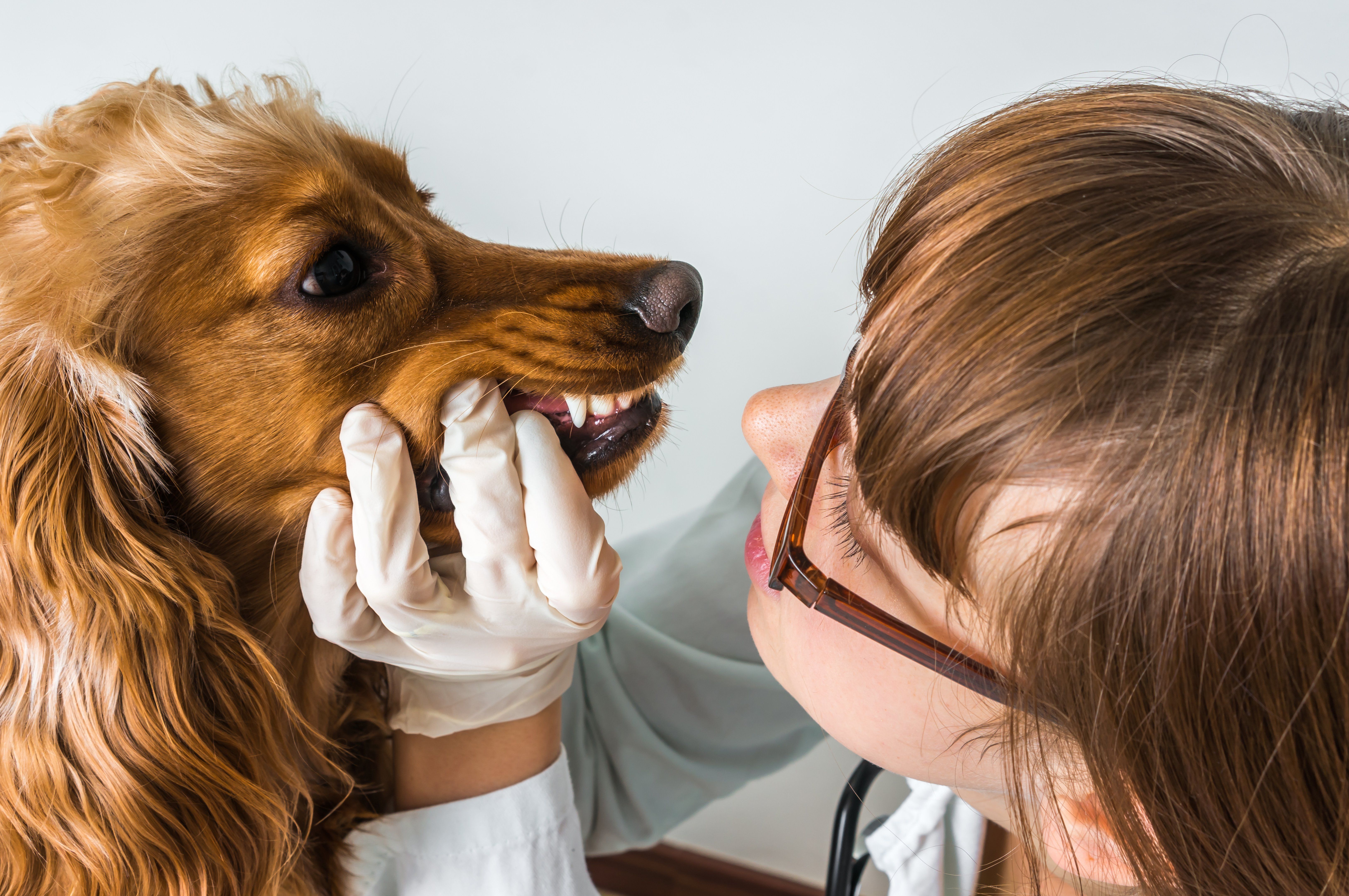Top Reasons Dogs Need Dental Extractions