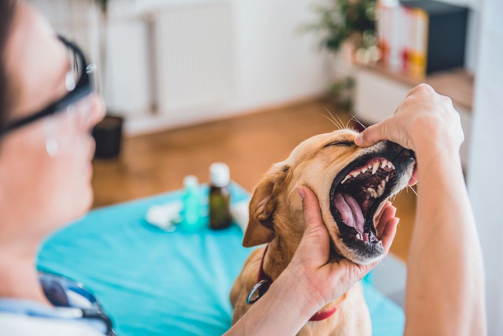 Why Dogs and Cats Need Dental Care, Too
