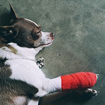 Traumatic injuries - fractures, bites, burns, lacerations