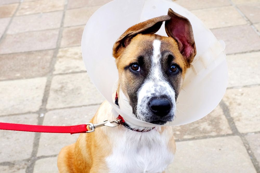 Why Is Spaying/Neutering Important?