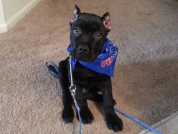 cane corso ear cropping vets