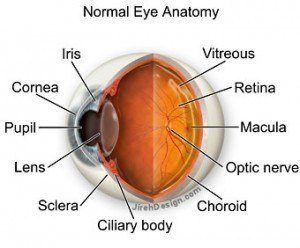 Eye Anatomy