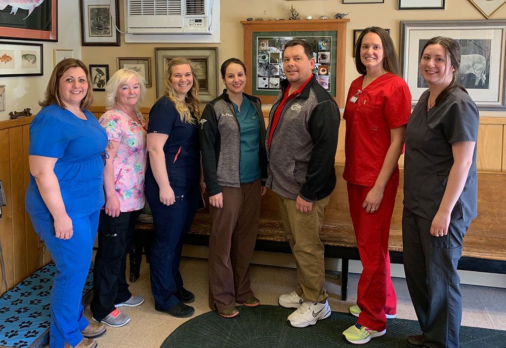 About Vet Clinic In Waterville Me New England Animal Hospital
