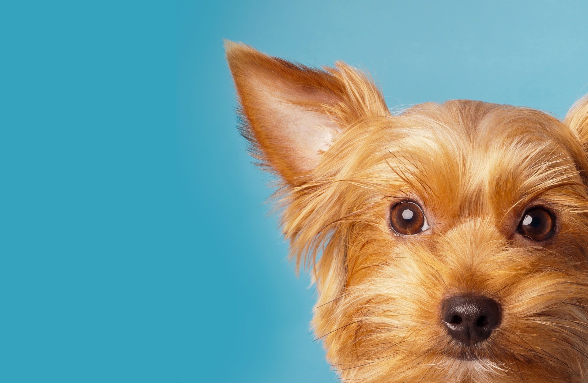 Vet Express Veterinary Hospital in Claxton Bay, Caroni, Trinidad And Tobago