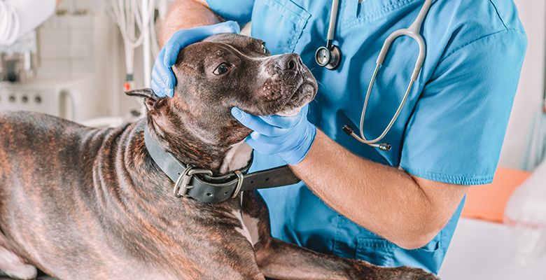 Image of a bulldog being examined by a veterinarian.