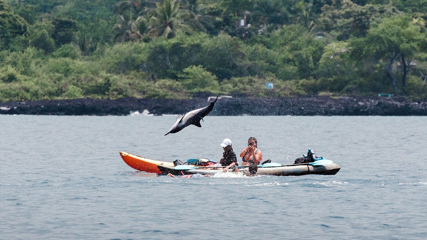 Dolphin Kayaking
