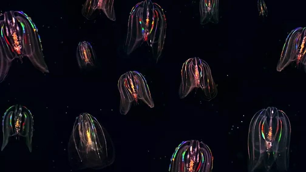 Haulover Canal Bio Luminescence | Discover The Comb Jellyfish of Florida