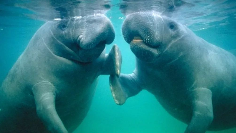 manatees in FL