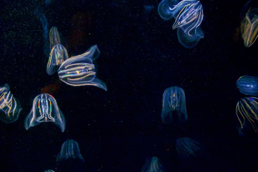 comb jellyfish