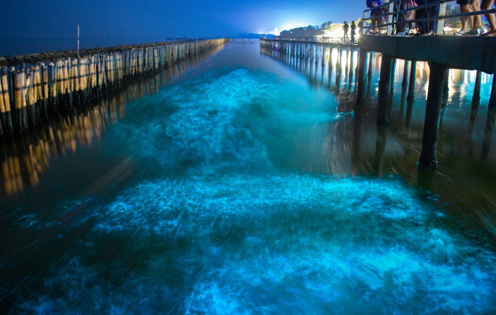 Where to See and Experience The Splendid Bioluminescence Algae in Florida?
