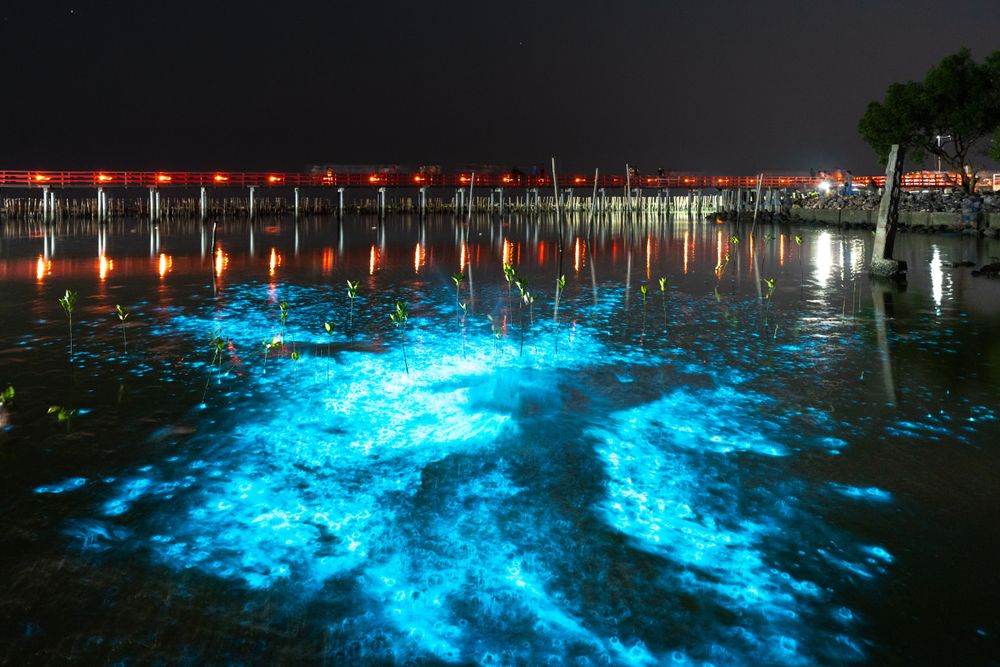 luminescent algae